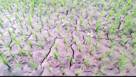 ছবি : সংবাদ সংক্রান্ত