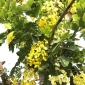 প্রকৃতিতে শোভা ছড়াচ্ছে সোনালু ফুল