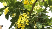 প্রকৃতিতে শোভা ছড়াচ্ছে সোনালু ফুল