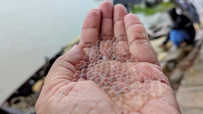 হালদা পাড়ে উৎসব : ডিম ছেড়েছে মা মাছ