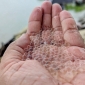হালদা পাড়ে উৎসব : ডিম ছেড়েছে মা মাছ