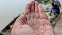 হালদা পাড়ে উৎসব : ডিম ছেড়েছে মা মাছ