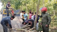 পাবর্তীপুরে বনবিভাগের গাছ কাটলেন আওয়ামী নেতা