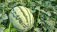রাউজানে তরমুজের বাম্পার ফলন