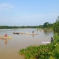হালদা নদীতে ডিম ছেড়েছে মা মাছ